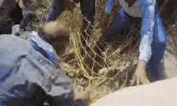 बच्ची को मार कर खाने वाला आदमखोर तेंदुआ आखिरकार चंगुल में...