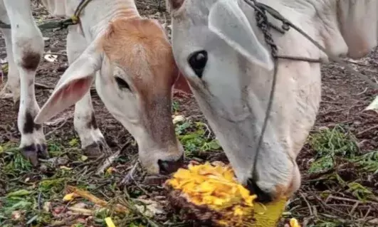 ठूंस ठूंस कर खिलाया कटहल परांठा-5 गायों की हो गई दर्दनाक मौत