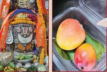 बाबा महाकाल को भक्त ने समर्पित किया संसार का सबसे महंगा आम बाबा महाकाल को भक्त ने समर्पित किया संसार का सबसे महंगा आम