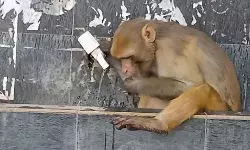 गर्मी से बेहाल बंदर पानी की खोज में कचहरी पहुंचा- टंकी खोलकर...