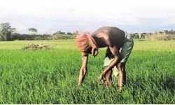 सरकार ने गारंटी की पूरी- किसानों के 2 लाख तक कर्ज माफी का ऐलान सरकार ने गारंटी की पूरी- किसानों के 2 लाख तक कर्ज माफी का ऐलान