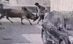 युवक को सींगों पर उठाकर सांड ने पटका- सिर के बल सड़क पर गिरते ही...