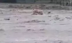 शाकंभरी नदी में आया अचानक पानी- श्रद्धालुओं एवं दुकानदारों ने किसी... शाकंभरी नदी में आया अचानक पानी- श्रद्धालुओं एवं दुकानदारों ने किसी...