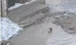 नगर निगम द्वारा खोदा गया गड्ढा मासूम की कब्रगाह बनते बनते रह गया नगर निगम द्वारा खोदा गया गड्ढा मासूम की कब्रगाह बनते बनते रह गया