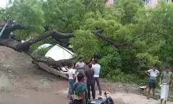 भरभराकर गिरे विशालकाय पेड़ के नीचे दबी कई गाड़ियां- रास्ता हुआ बंद