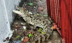 नदी से निकलकर मुआयना करने पहुंचे मगरमच्छ को देख कलेक्ट्रेट में मचा.... नदी से निकलकर मुआयना करने पहुंचे मगरमच्छ को देख कलेक्ट्रेट में मचा....