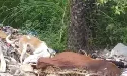 कूड़ा ठिकाने लगाने की जल्दबाजी में गाय को ही नीचे दबाया कूड़ा ठिकाने लगाने की जल्दबाजी में गाय को ही नीचे दबाया