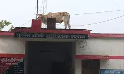 पुलिस चौकी पर चढ़े आवारा सांड ने पुलिस के लिए उत्पन्न की बड़ी टेंशन पुलिस चौकी पर चढ़े आवारा सांड ने पुलिस के लिए उत्पन्न की बड़ी टेंशन