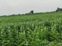 किसान 31 जुलाई तक करवा सकेंगे खरीफ फसलों का बीमा किसान 31 जुलाई तक करवा सकेंगे खरीफ फसलों का बीमा