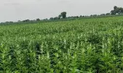 किसान 31 जुलाई तक करवा सकेंगे खरीफ फसलों का बीमा