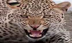 क्रिकेट खेलकर लौट रहे किशोर को गुलदार ने बनाया अपना निवाला क्रिकेट खेलकर लौट रहे किशोर को गुलदार ने बनाया अपना निवाला