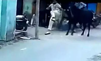सड़क पर खड़े युवको के पीछे सांड ने मारी भयंकर टक्कर- दोनो हॉस्पिटल में..