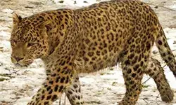 आदमखोर जानवर के हमले में इतने लोग घायल- मचा कोहराम आदमखोर जानवर के हमले में इतने लोग घायल- मचा कोहराम