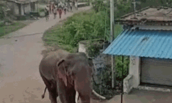 हाथी ने बुजुर्ग को उठाकर पटका फिर पैरों से कुचला- ऐसे बची अन्य की जान हाथी ने बुजुर्ग को उठाकर पटका फिर पैरों से कुचला- ऐसे बची अन्य की जान