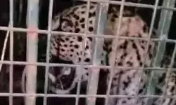 आखिर पिंजरे में कैद हो ही गया आतंक का पर्याय- लोगों ने ली राहत की सांस आखिर पिंजरे में कैद हो ही गया आतंक का पर्याय- लोगों ने ली राहत की सांस