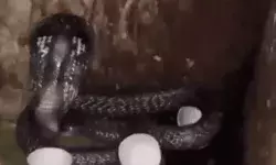 लॉकअप में घुसे कोबरा का वीडियो वायरल करने पर सिपाही लाइन हाजिर लॉकअप में घुसे कोबरा का वीडियो वायरल करने पर सिपाही लाइन हाजिर