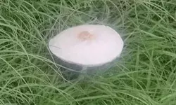 जान की दुश्मन बनी मशरूम- दो महिलाओं की तबीयत बिगड़ी- एक की मौत जान की दुश्मन बनी मशरूम- दो महिलाओं की तबीयत बिगड़ी- एक की मौत