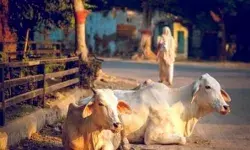 रोटियां खाने पर गायों की मौत को लेकर बवाल- गाय के शव चौराहे पर.... रोटियां खाने पर गायों की मौत को लेकर बवाल- गाय के शव चौराहे पर....