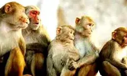 ऊपर कपडे लेने गई महिला को बंदरों के झुण्ड ने घेरा- छत से गिरने से... ऊपर कपडे लेने गई महिला को बंदरों के झुण्ड ने घेरा- छत से गिरने से...