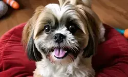 कार से कूदकर भागे डॉगी को खोजकर लाओ और इतना इनाम हाथों हाथ पाओ कार से कूदकर भागे डॉगी को खोजकर लाओ और इतना इनाम हाथों हाथ पाओ