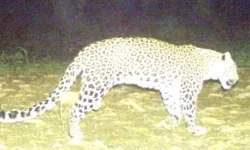 रक्षाबंधन मनाने नानी के घर आए बच्चे को उठाकर ले गया गुलदार रक्षाबंधन मनाने नानी के घर आए बच्चे को उठाकर ले गया गुलदार