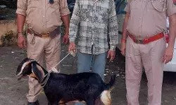 पुलिस ने चोरी की गई बकरी की बरामद- चोरी करने वाले को धर दबोचा