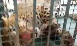 शिकार की तलाश में आया तेंदुआ पिंजरे में हुआ कैद- दहशत की वजह से लोग... शिकार की तलाश में आया तेंदुआ पिंजरे में हुआ कैद- दहशत की वजह से लोग...