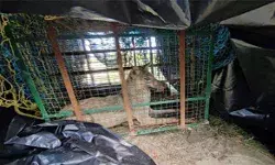 वन विभाग के जाल में फंसा आदमखोर भेड़िया- डेढ़ महीने से... वन विभाग के जाल में फंसा आदमखोर भेड़िया- डेढ़ महीने से...