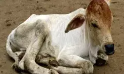 महिलाओं एवं बच्चियों के बाद अब गोवंश के बच्चों पर हैवानियत का साया