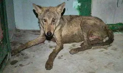 भेडिये ने फिर दी दस्तक- मां की बगल में सो रहे बच्चे पर हमला भेडिये ने फिर दी दस्तक- मां की बगल में सो रहे बच्चे पर हमला