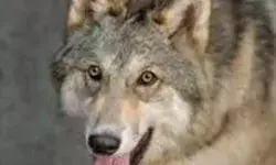 भेड़िए का खूनी खेल जारी-अब एक और बच्ची पर आदमखोर का हमला भेड़िए का खूनी खेल जारी-अब एक और बच्ची पर आदमखोर का हमला