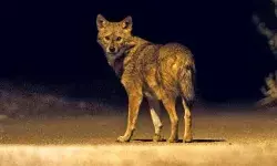 जंगली जानवर के हमले में आठ घायल- आदमखोर जानवर को घेरकर...