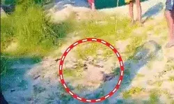 चारों तरफ से घिरा भेड़िया शूटरों को चकमा देकर भागा- पल पल बदल रहे... चारों तरफ से घिरा भेड़िया शूटरों को चकमा देकर भागा- पल पल बदल रहे...