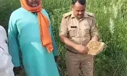 भेड़िया का खूनी खेल जारी- अब इंसान के बजाय मवेशियों को बनाया निवाला