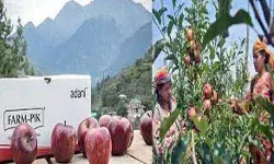 अडानी ने गत साल के मुकाबले 15 रुपये किलो गिराए सेब के दाम, खरीद शुरू