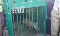 आतंक मचाने वाला पांचवा आदमखोर भेड़िया पिंजरे में हुआ कैद