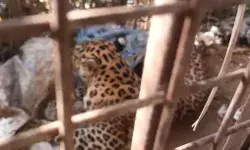 शिकार की तलाश में आया गुलदार पिंजरे में हुआ कैद- ग्रामीणों ने...