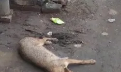 मौत की इतनी दहशत- आये सियार को भेड़िया समझ पीट पीट कर.. मौत की इतनी दहशत- आये सियार को भेड़िया समझ पीट पीट कर..