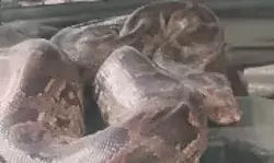 मरम्मत के लिए गैराज में पहुंची कार का बोनट खोलते ही निकला अजगर मरम्मत के लिए गैराज में पहुंची कार का बोनट खोलते ही निकला अजगर