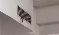 यूनिवर्सिटी में चल रही क्लास के दौरान निकले सांप ने मचाया हड़कंप