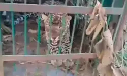 लोगों का शिकार करने वाला जाल में फंसा-गुलदार की कैद से राहत की सांस लोगों का शिकार करने वाला जाल में फंसा-गुलदार की कैद से राहत की सांस