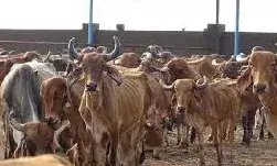 सरकार की मुहर- यूपी के इन जिलों में होगा 9 गो-संरक्षण केन्द्रों का निर्माण