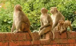 देवदूत बने वानरों ने दुष्कर्म का प्रयास कर रहे दरिंदे से ऐसे बचाई बच्ची देवदूत बने वानरों ने दुष्कर्म का प्रयास कर रहे दरिंदे से ऐसे बचाई बच्ची