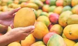 आम के उत्पादन में ही नहीं निर्यात में भी नंबर वन बनेगा यूपी आम के उत्पादन में ही नहीं निर्यात में भी नंबर वन बनेगा यूपी