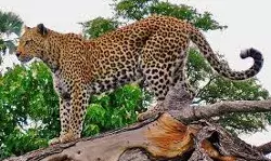 किसानों पर तेंदुए का हमला- इतने लोग हुए घायल- मची अफरा तफरी किसानों पर तेंदुए का हमला- इतने लोग हुए घायल- मची अफरा तफरी