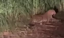 फिर आबादी के नजदीक दिखाई दिया गुलदार-ग्रामीणों की हवा हुई खुश्क