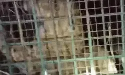 किसान की जान लेने वाला आदमखोर तेंदुआ बकरी खाने के लालच में... किसान की जान लेने वाला आदमखोर तेंदुआ बकरी खाने के लालच में...