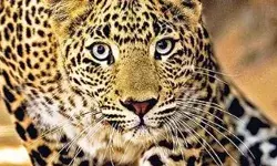 तेंदुए का मंदिर के पुजारी पर अटैक- जबड़े में दबाकर पुजारी को ले गया...