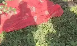 घर में घुसा तेंदुआ महिला को जबड़े में दबाकर ले गया- 1 पुजारी पर भी हमला