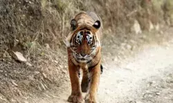 चारा लेने गए मजदूर पर बाघ का हमला- ग्रामीणों को आता देख मजदूर को... चारा लेने गए मजदूर पर बाघ का हमला- ग्रामीणों को आता देख मजदूर को...